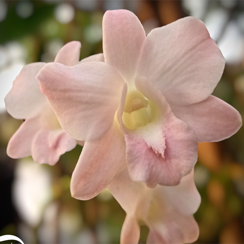 Dendrobium Airy Peach Dendrobium Airy Peach